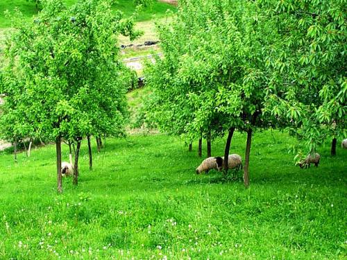 Natur pur