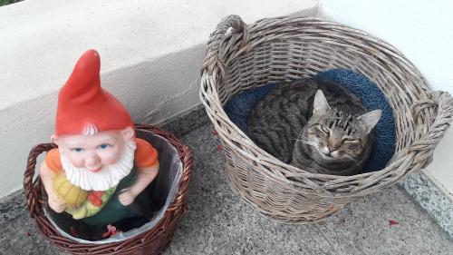 oberhoefenhof_katze_im_korb