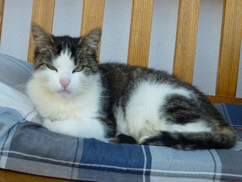 oberhoefenhof_katze_baenkle