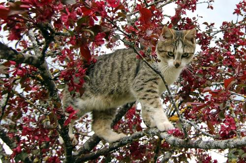 oberhoefenhof_katze_baum