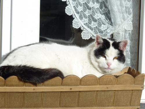 oberhoefenhof_katze_fensterbank
