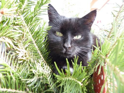oberhoefenhof_katze_tanne