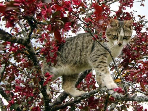 oberhoefenhof_katze_baum