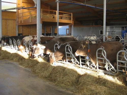 neuer Bio-Milchviehstall