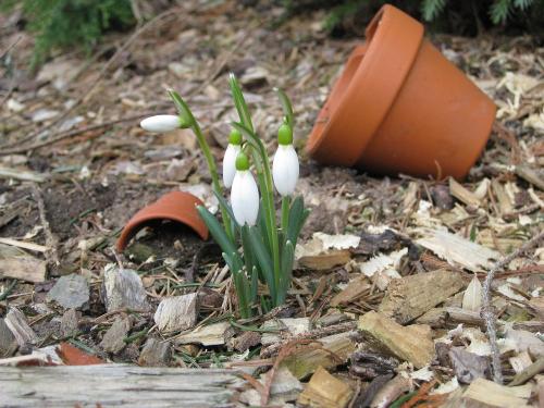 Frühling