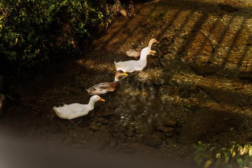 unsere Enten im Gebirgsbach vor dem Haus