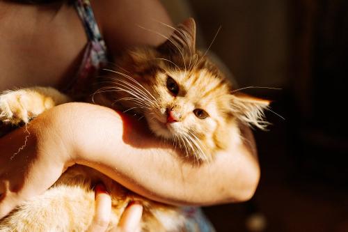 Simba