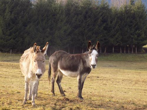 Unsere Esel