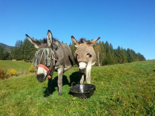 Unsere Esel