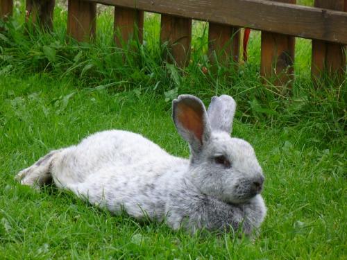 haselotte