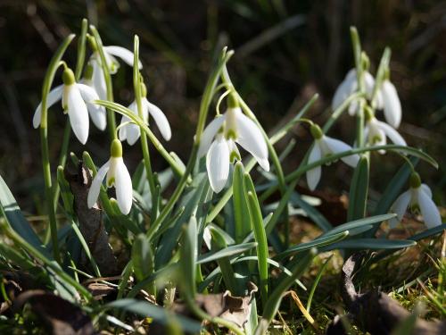 Frühling Schneeglöckchen