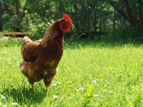 Huhn Ferienhof Eberle