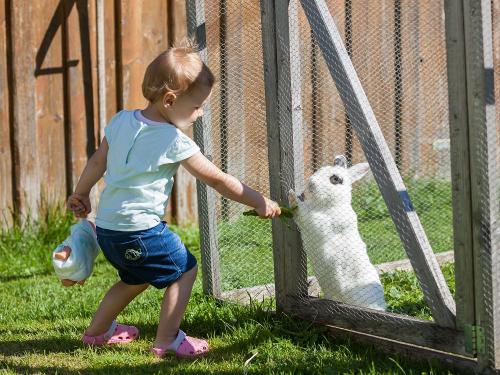 Hasen haben immer Hunger