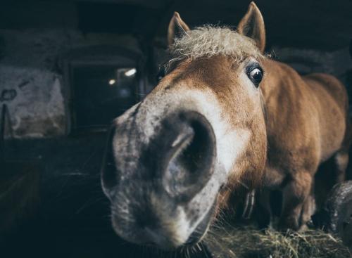 Pferd "Fee"
