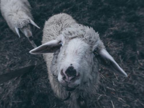 auch die Schafe freuen sich über Streicheleinheiten