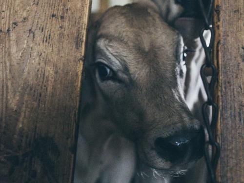 die Kälbchen freuen sich über Streicheleinheiten
