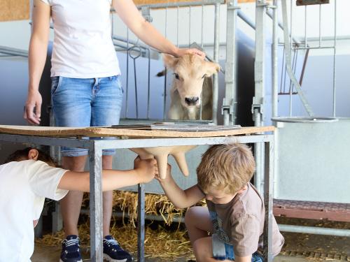 Stalldiplom und Kälbchen streicheln & füttern Stalldiplom und Kälbchen streicheln & füttern