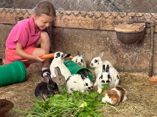 Hasenfütterung Hasenfütterung