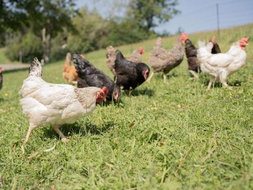 Hühner auf der Weide