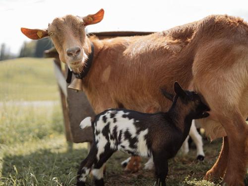 Ziege Bella mit Elli