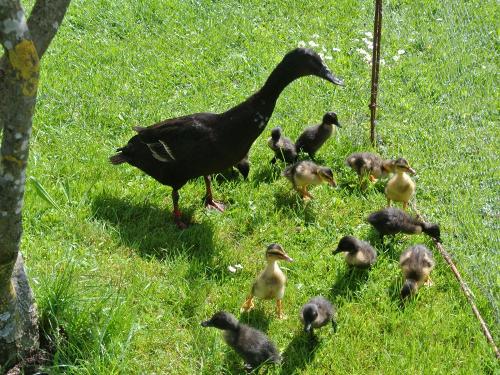 Unsere kleine Entenfamilie