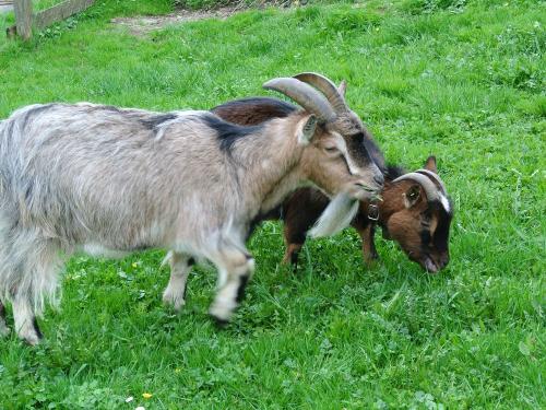Unsere Ziegen