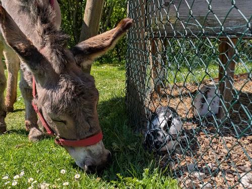 Esel Lilli und die Hasen