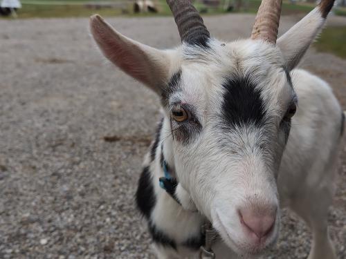 Ziegenbock Rudi