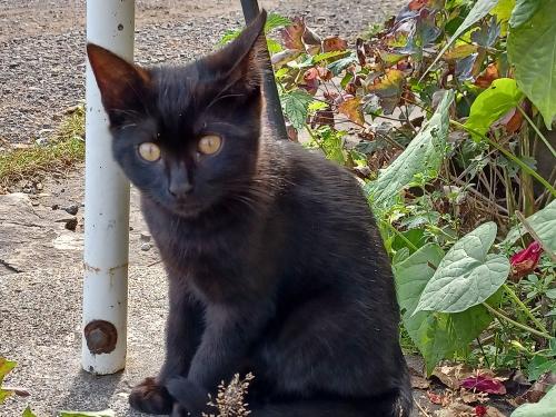Katze