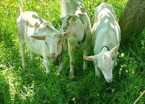 Unsere Sommerziegen