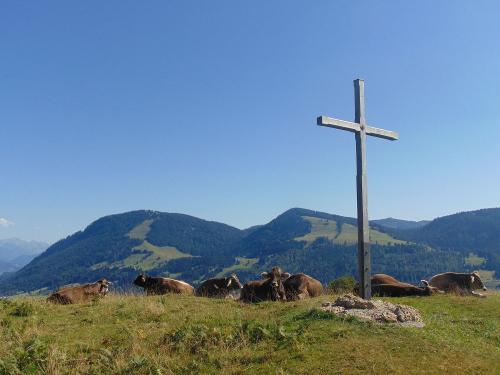 Alpe Kreuz mit Jungrindern