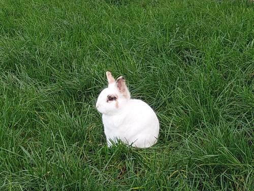 Hase