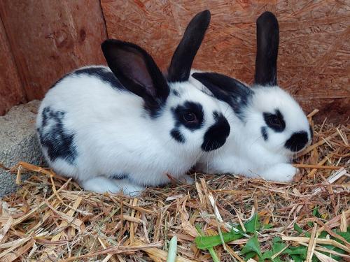Finchen & Polly