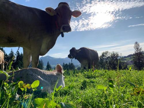 Kuh mit Kalb