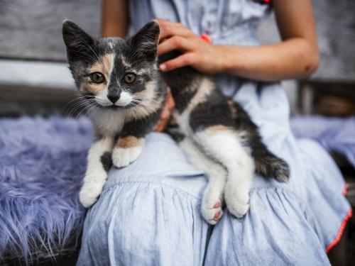 kuscheln mit den Kätzchen kuscheln mit den Kätzchen