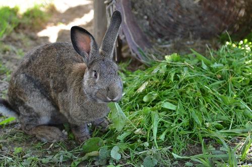 Hase Max