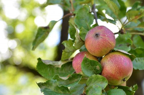 Äpfel am Baum