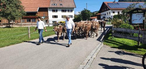 Viehscheid der Alpe Kalkhöf
