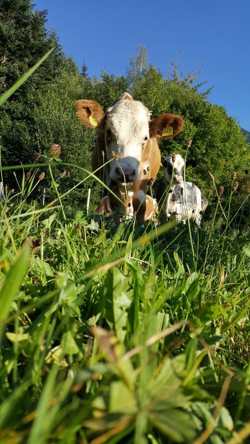 Neugieriger Blick