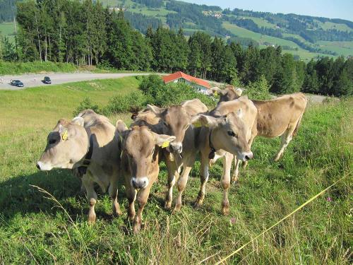 Jungvieh auf der Alpe
