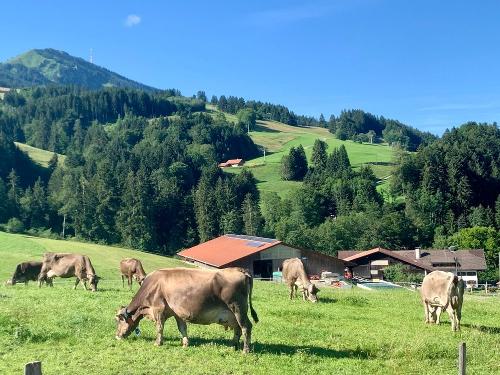 Unsere Kühe auf der Weide