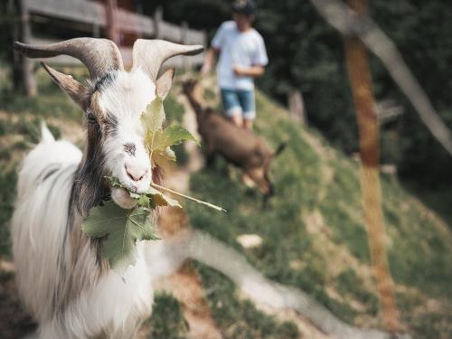 Beim Bergbauern Zeller_freche Ziegen füttern