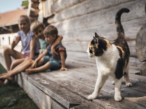 Beim Bergbauern Zeller_Hofkatze Susi nimmt Kurs auf die Kinder
