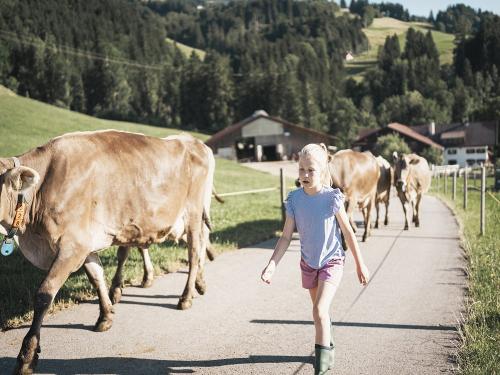 Beim Bergbauern Zeller_Für die Kühe geht es auf die Weide
