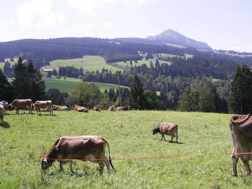 Unsere Kühe auf der Wiese