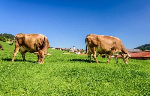 Beobachten Sie die Kühe auf der Wiese