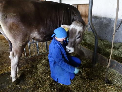 AUF DU UND DU MIT DER KUH AUF DU UND DU MIT DER KUH