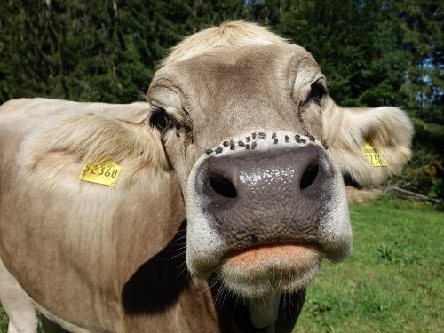 KUHTEN TAG KUHTEN TAG