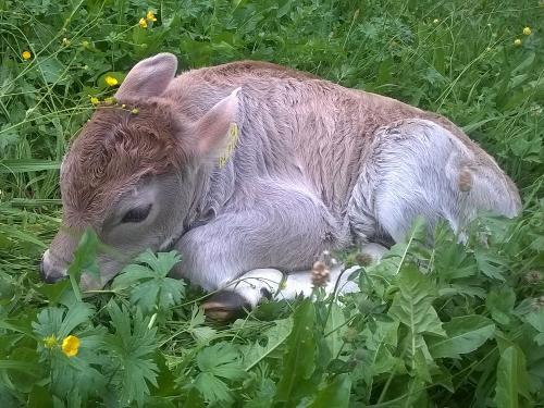 Vielleicht seid Ihr bei einer Geburt mal dabei