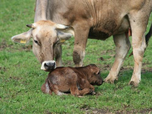 Kuh Senzi mit Kalb Silvie